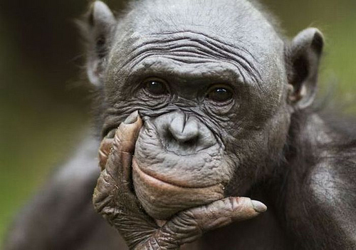Chimpanzee thinking