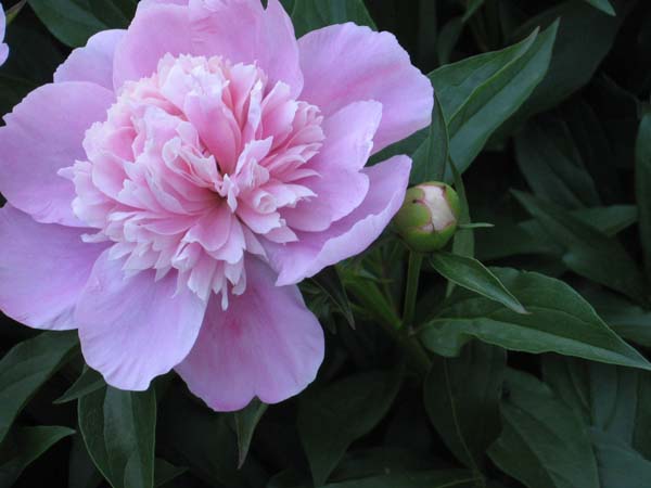 Peony from 2007