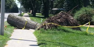 A fallen tree crushing the sidewalk