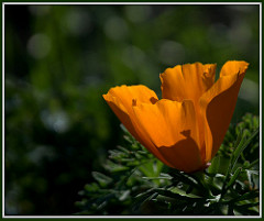 An orange poppy blooming in a field
