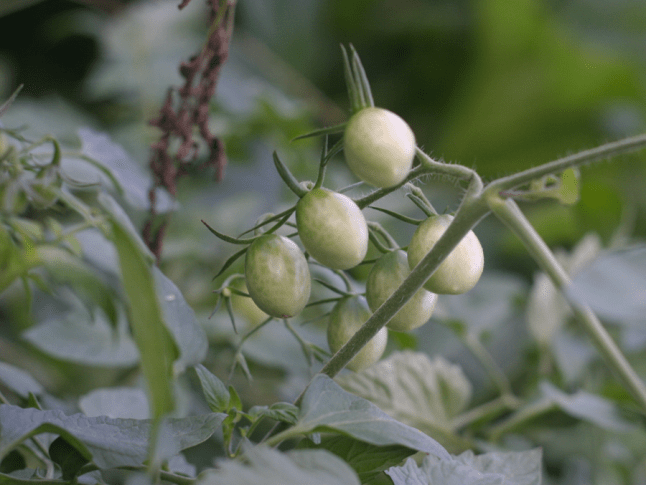 Unripe grape tomatoes