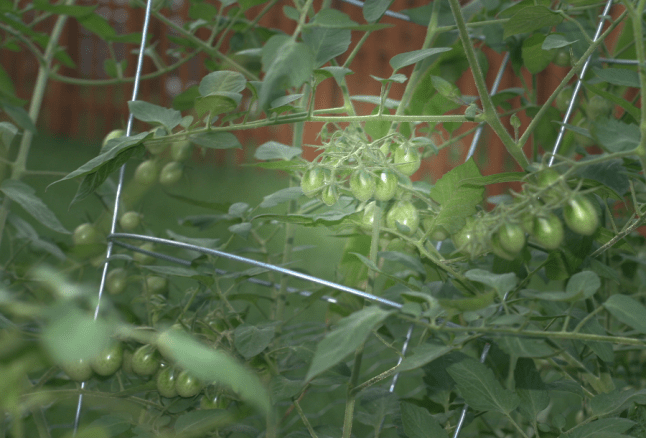 Grape tomatoes among some vines