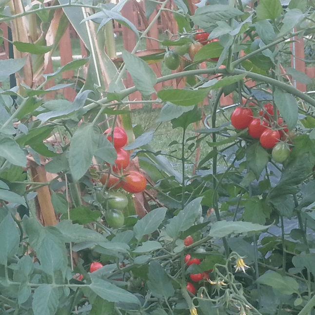 a photograph of grape tomatoes at varying shades of ripeness