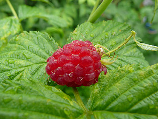 A red raspberry laying on a leaf