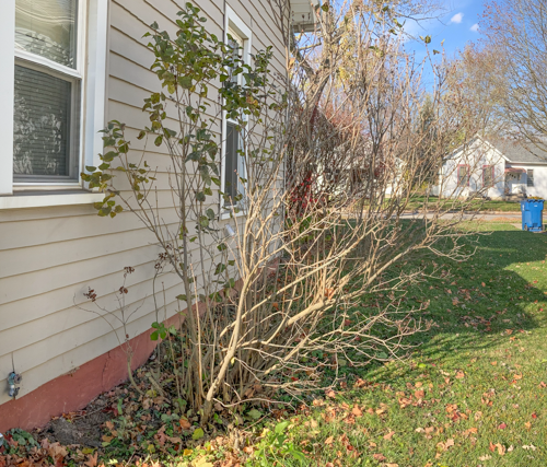 Lilac bush after other shrubs removed.