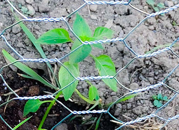 a pepper plant protected by a wire fence