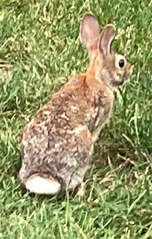 brown rabbit photographed in lawn